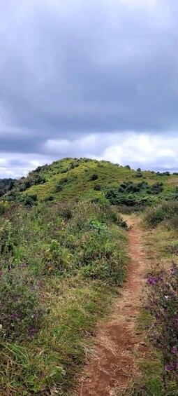 A dirt path leading up a grassy hill with dense vegetation and purple flowers. 2