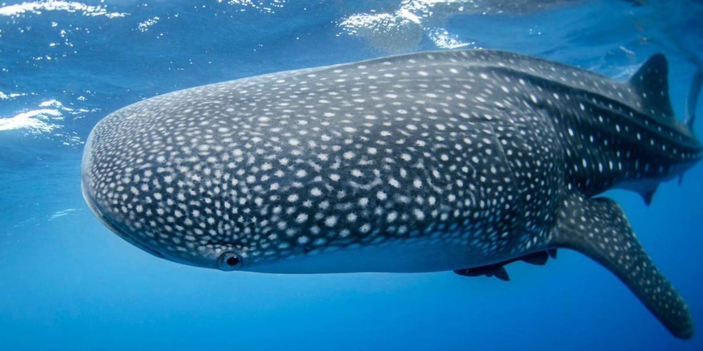 A large whale shark swimming underwater. 5