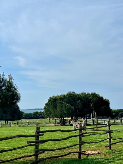 A zebra in a fenced enclosure with trees and a clear sky. 3