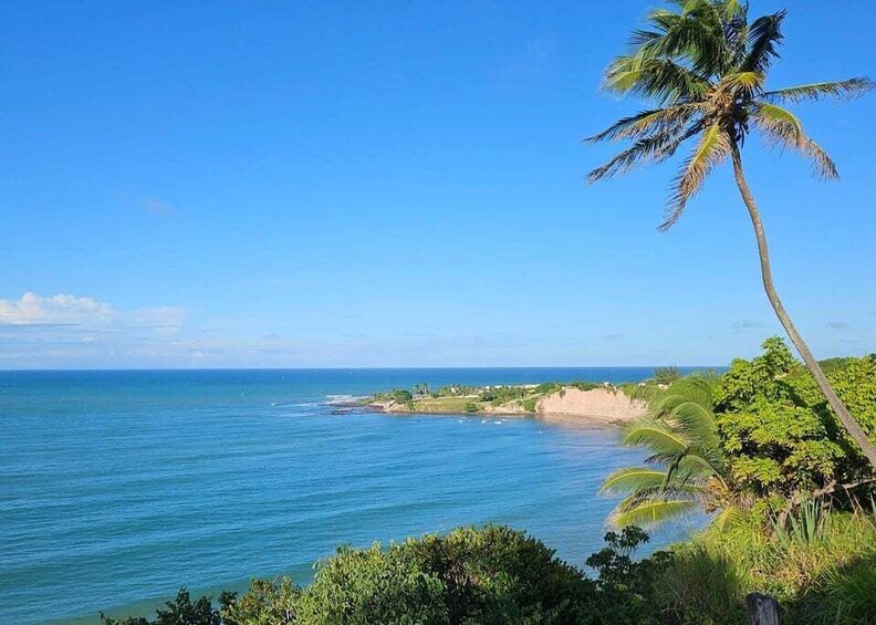 A coastal landscape with a clear blue sky, a palm tree, and a view of the ocean. 5