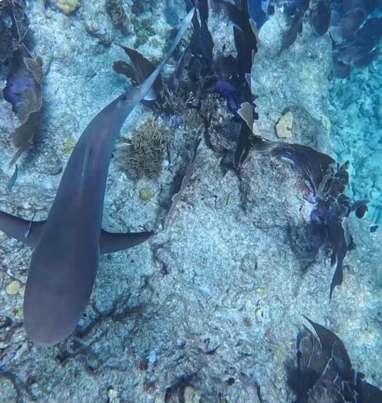 An underwater scene with a large fish swimming near a rocky seabed. 3