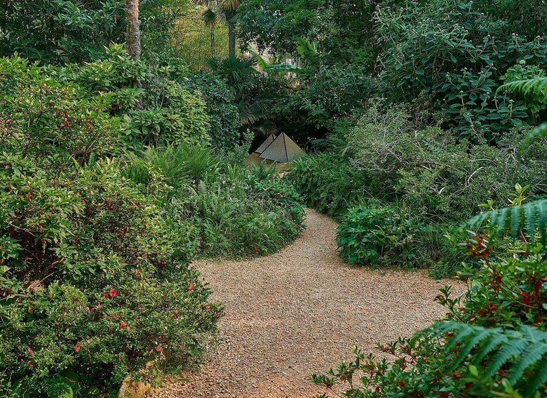 A gravel path leading through a dense, green forest with a small bridge over a stream. 2