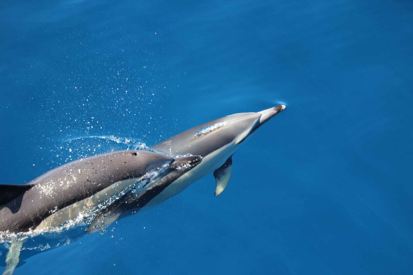 A dolphin leaping out of the water with a splash. 4