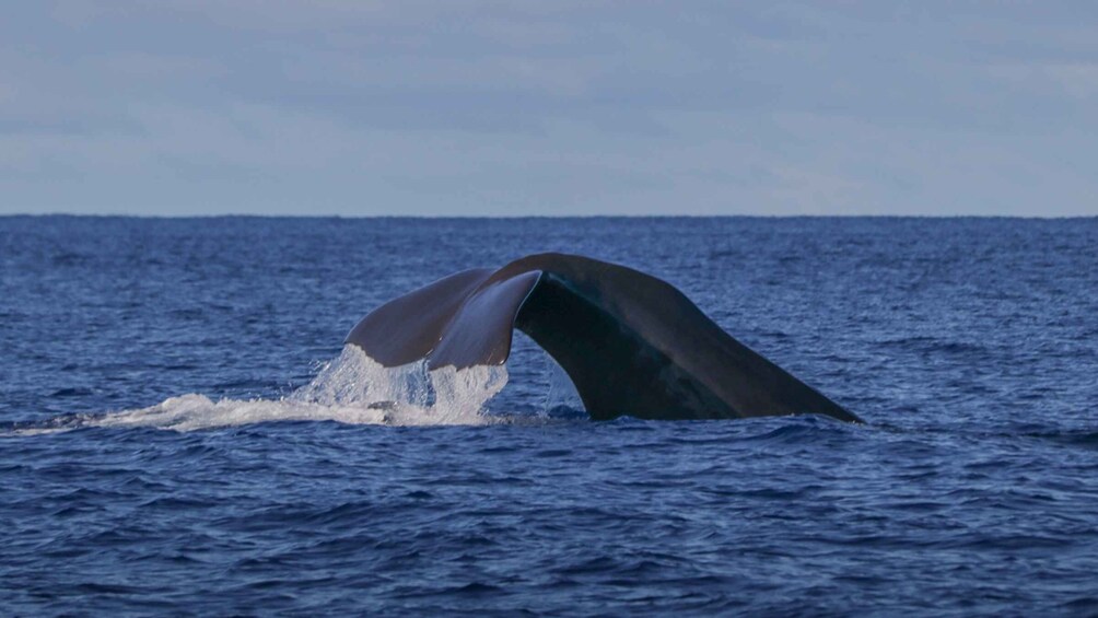 A whale's tail breaching the ocean surface. 5