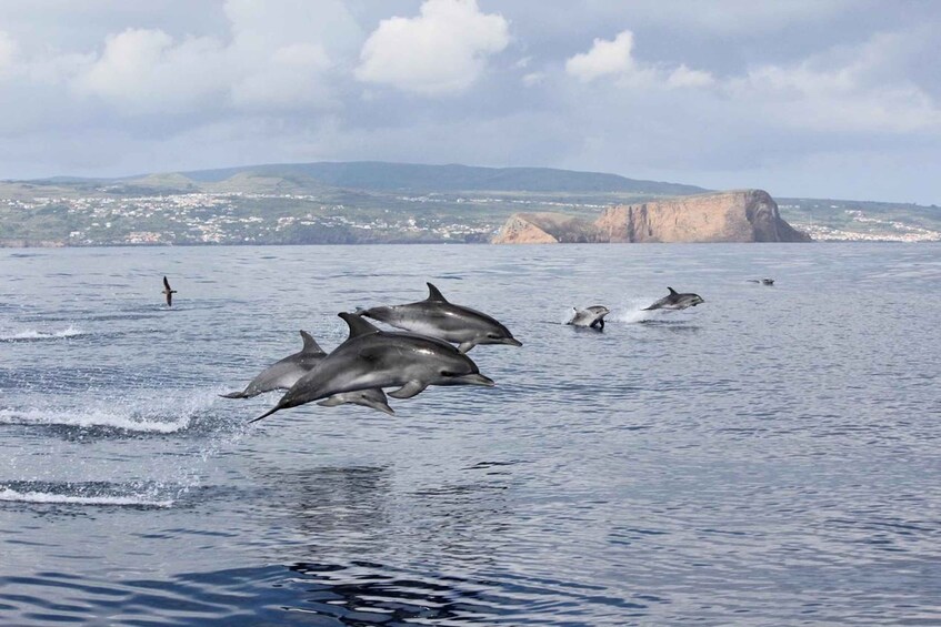 Dolphins leaping out of the water near a coastal town. 1