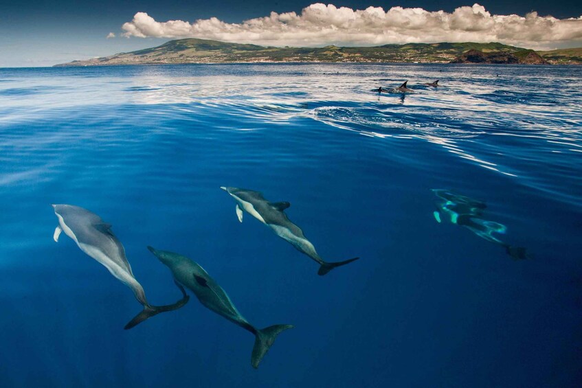 Dolphins swimming in clear blue water with a mountainous coastline in the background. 3
