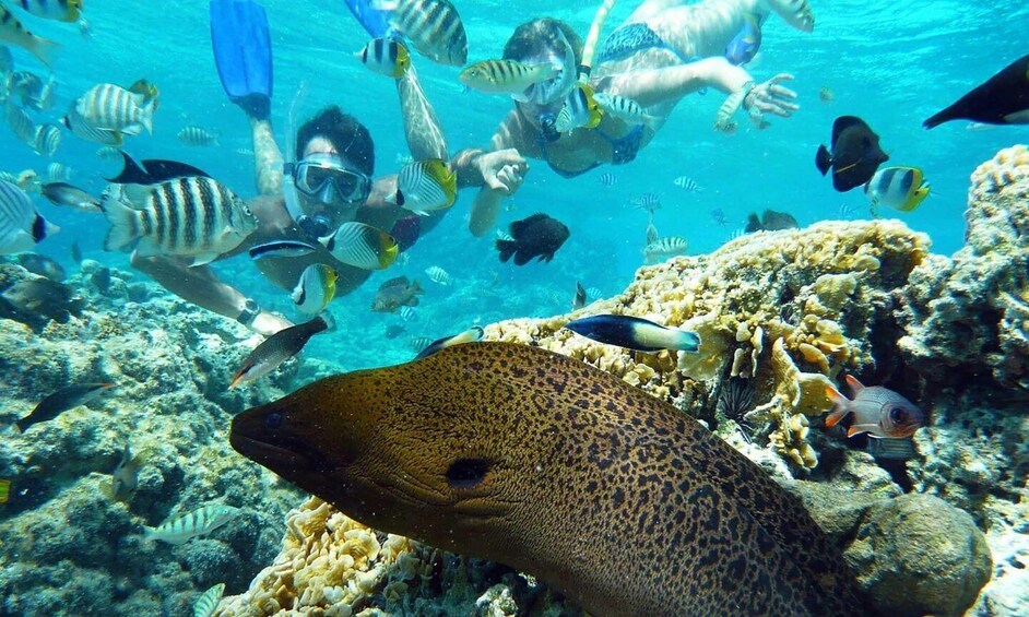 A group of snorkelers swimming with a leopard shark and various tropical fish in a coral reef. 2