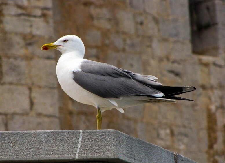 A seagull standing on a stone ledge with a blurred stone wall in the background. 4