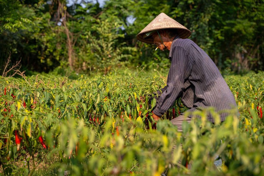 A person in a field with green plants and red peppers. 5