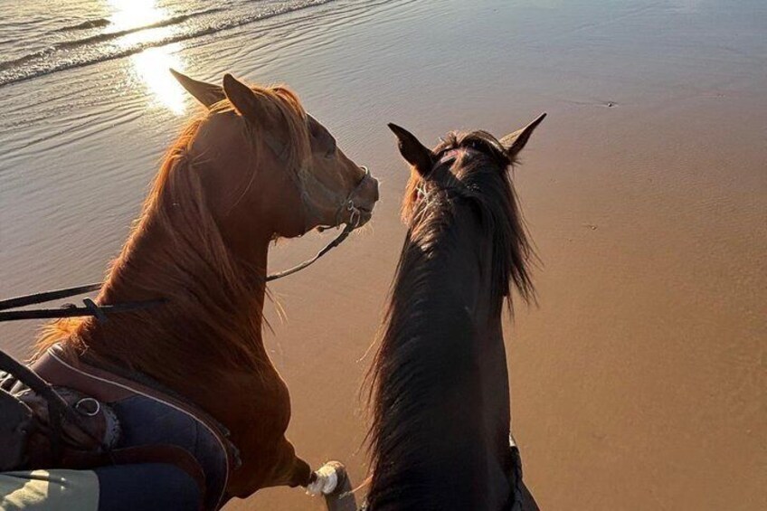 Taghazout Sunset Horse Ride 4