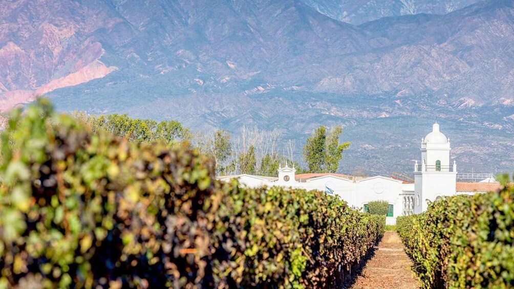 A vineyard with rows of grapevines and a white building with a bell tower in the background. 2