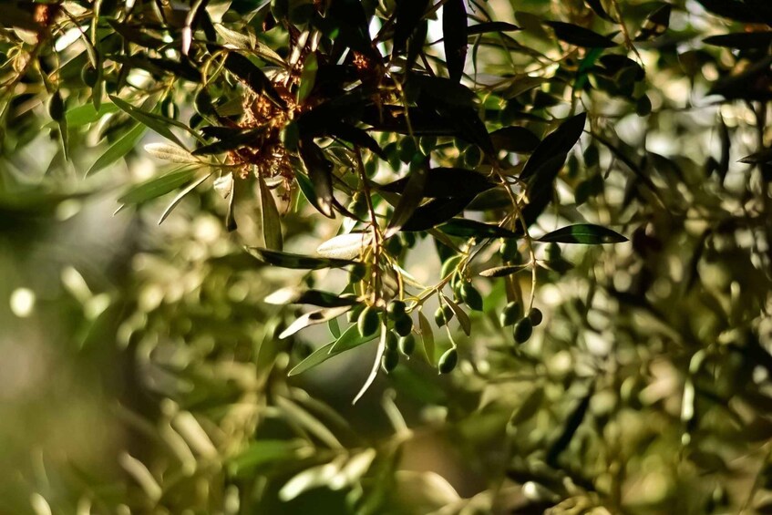 Olive branches with leaves and green olives in sunlight. 4