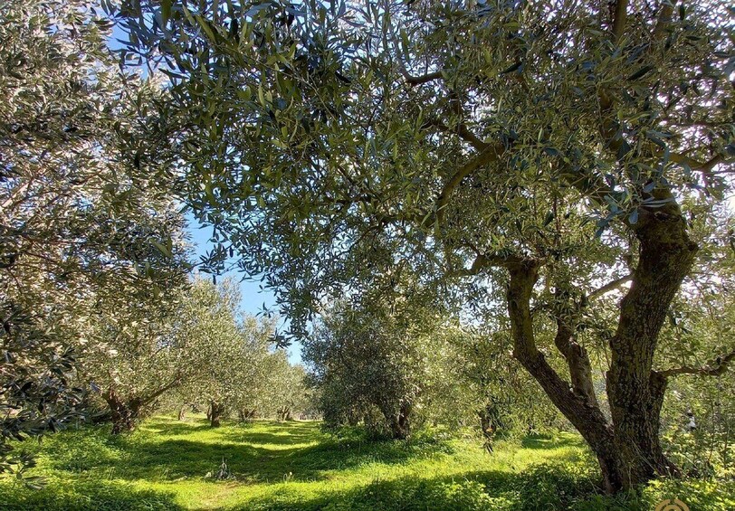 An olive grove with mature trees and a clear sky. 5