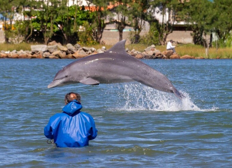 A dolphin jumping out of the water with a person in a blue jacket watching. 1