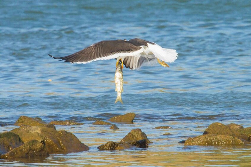 A bird flying over water with a fish in its beak. 3