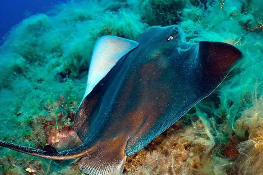 A stingray swimming near a coral reef. 4