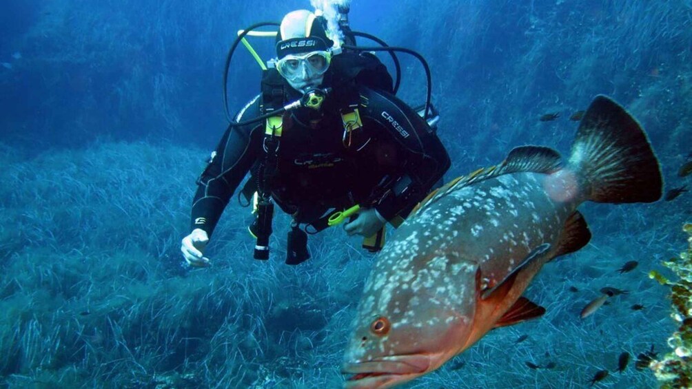 A diver with a fish nearby. 1
