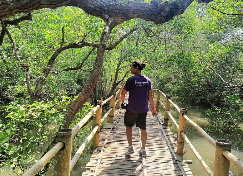 A person walking on a wooden bridge over a mangrove forest. 2