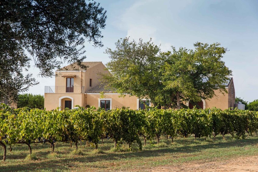 A vineyard with rows of grapevines, a building with a tiled roof, and trees in the background. 5