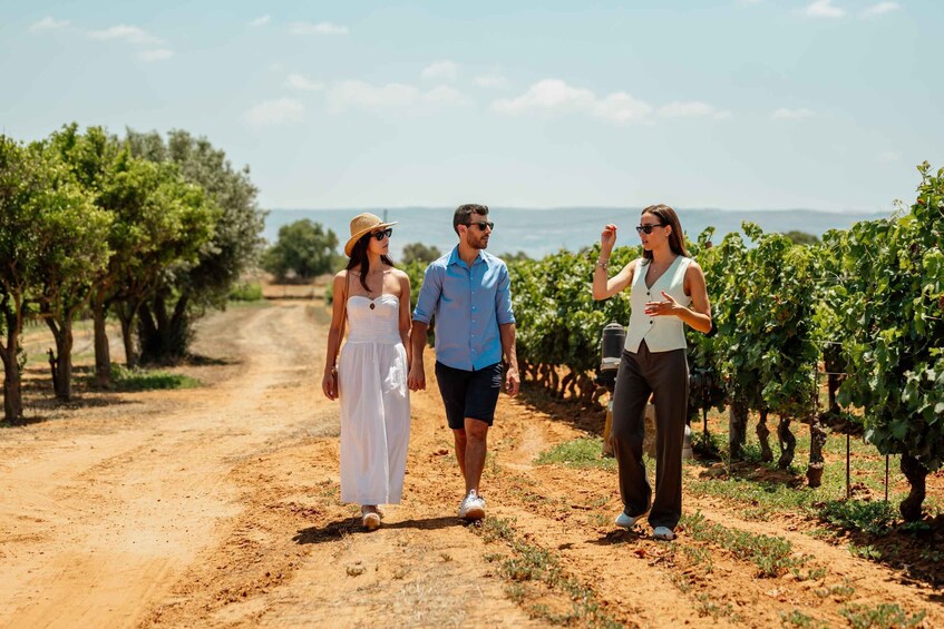 A vineyard path with rows of grapevines, a dirt road, and a clear sky. 4