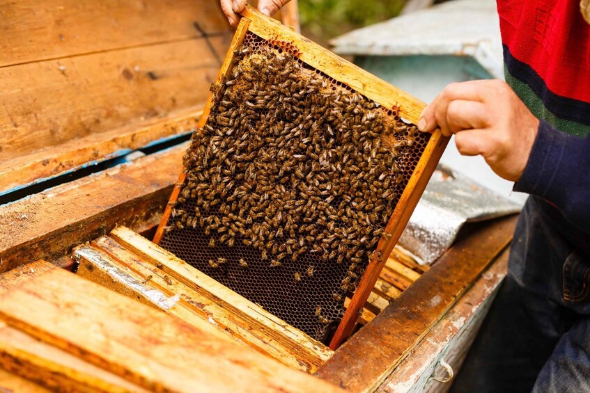A beehive with a wooden frame filled with bees. 5