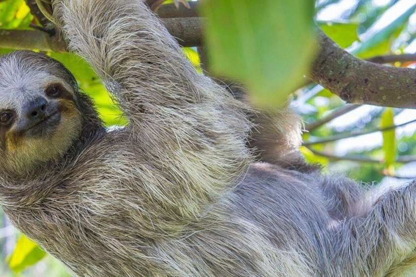 A sloth hanging from a tree branch. 5