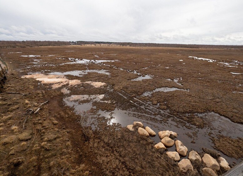 A wetland with muddy terrain, scattered rocks, and sparse vegetation. 2