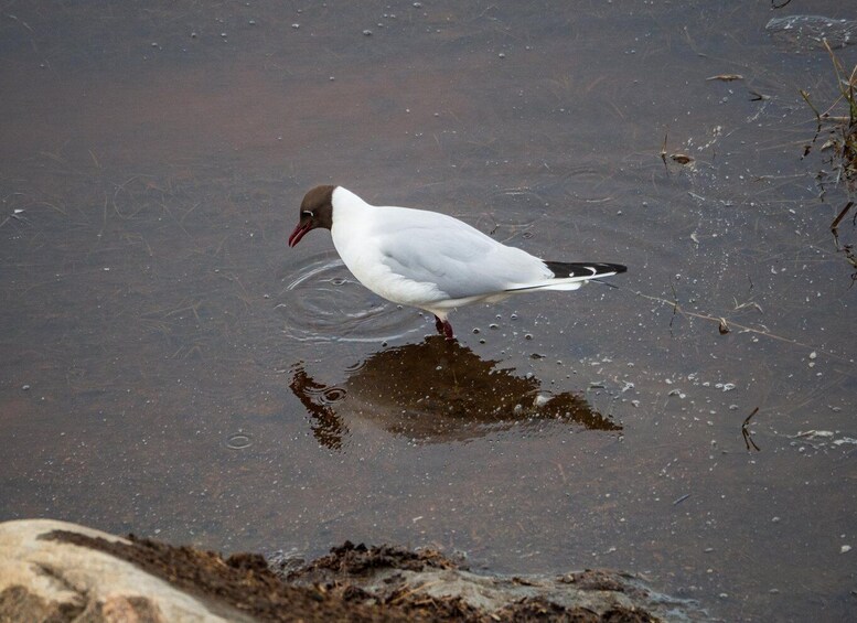 A white bird with a red beak standing in water. 4