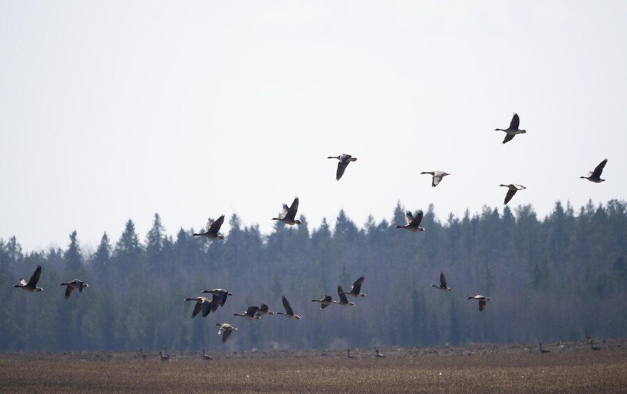 A flock of birds flying over a field with a forest in the background. 1