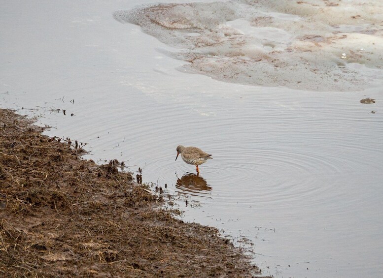 A bird wading in shallow water with muddy banks. 5