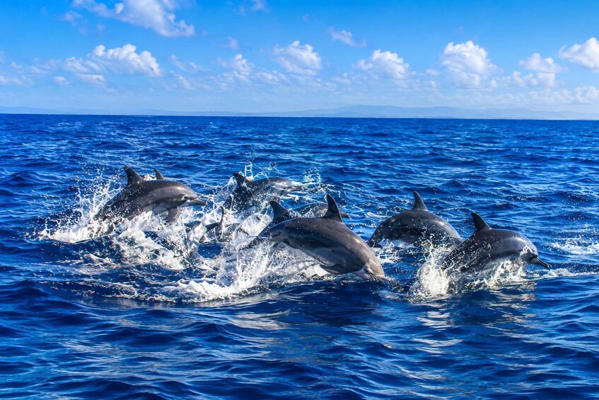 Dolphins jumping out of the ocean water. 4