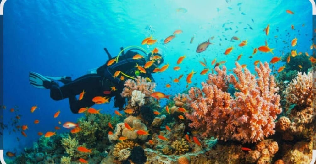 A diver surrounded by vibrant coral and schools of fish in a clear blue underwater scene. 1