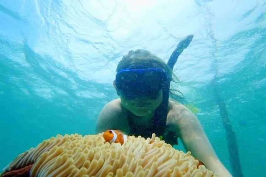A person snorkeling underwater with a clownfish near an anemone. 2