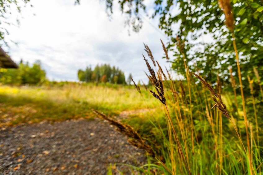 A rural landscape with a stone path, tall grasses, and trees in the background. 2