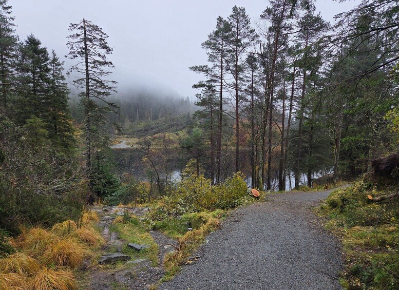 A gravel path through a forest with tall trees and a misty background. 3