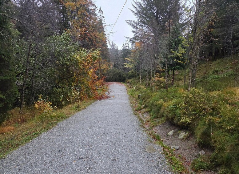 A gravel path through a forest with autumn foliage. 4