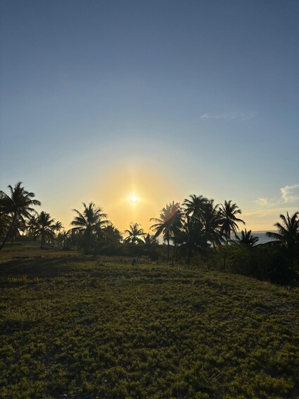 A sunset over a field with palm trees and a distant body of water. 4