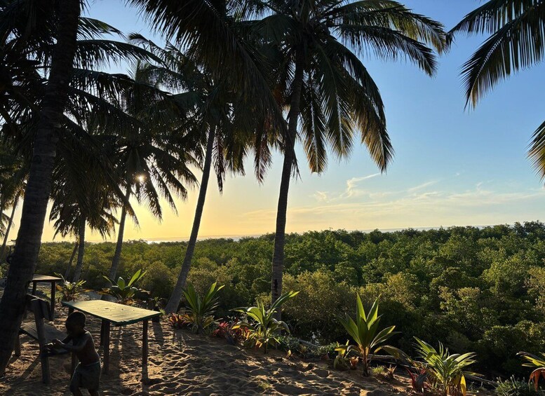 A beach with palm trees, a wooden bench, and dense greenery in the background. 1
