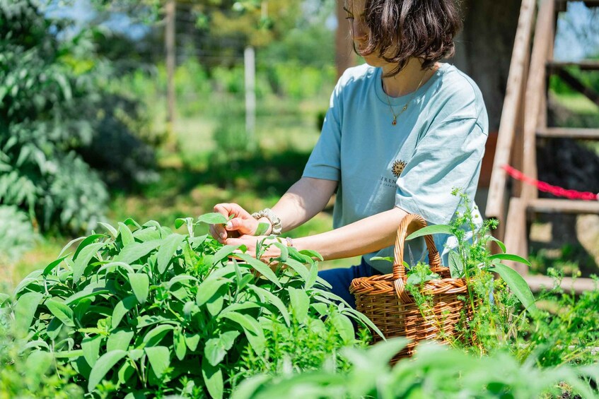 A person tending to green plants in a garden. 3