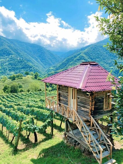 A wooden cabin with a red roof surrounded by lush green vineyards and mountains in the background. 3