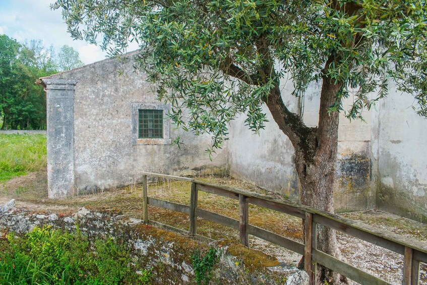 A rustic building with a tree in front, a wooden fence, and a grassy area. 3