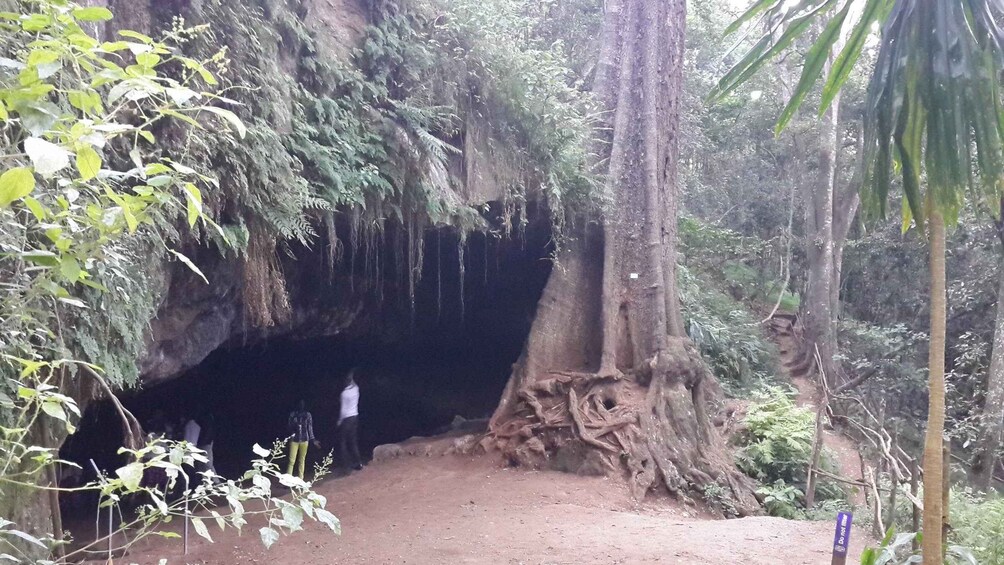 A cave entrance surrounded by trees and vegetation. 4