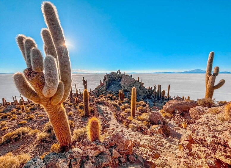 Picture 4 for Activity From Uyuni: 1-Day Salt Flats Excursion with Sunset 5