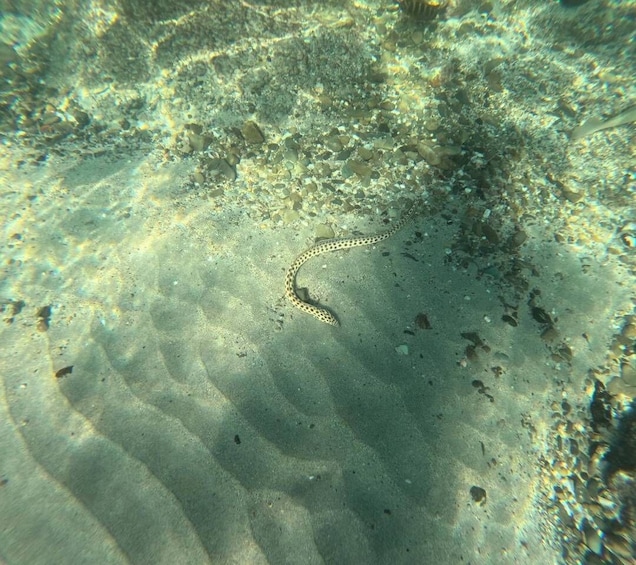 A sandy seabed with scattered rocks and a single eel-like fish. 1
