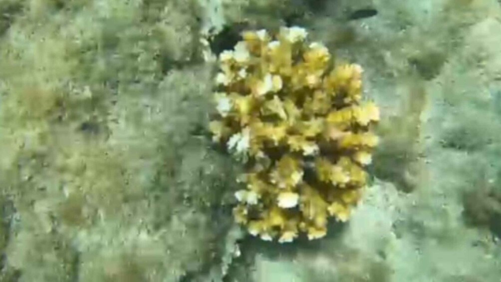 A coral formation. 5