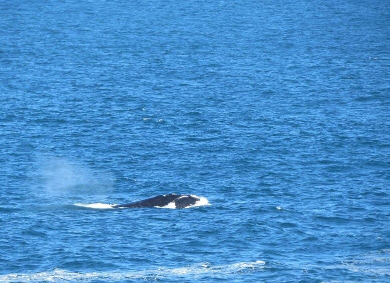 Picture 7 for Activity From George: 5-Day Garden Route & Eastern Cape Safari Tour 3