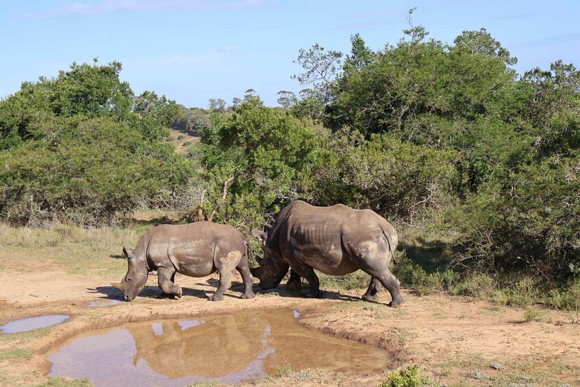 Picture 9 for Activity From George: 5-Day Garden Route & Eastern Cape Safari Tour 5