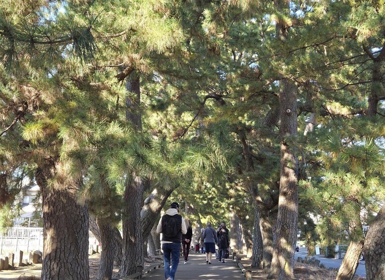 A tree-lined pathway with people walking. 5