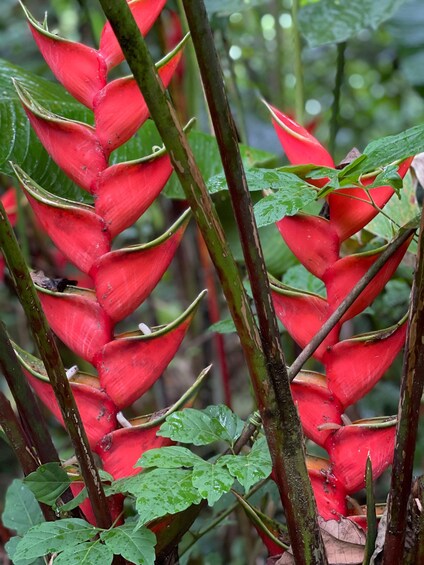 A close-up of a red flower with green leaves, surrounded by branches. 5