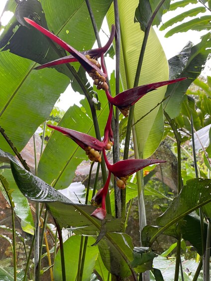 A plant with red flowers and green leaves. 2